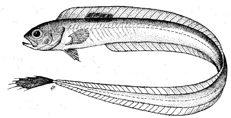 Cepola macrophthalma_001.jpg